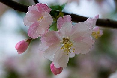 《真女神转生5》恶魔介绍：四元素之一风精灵